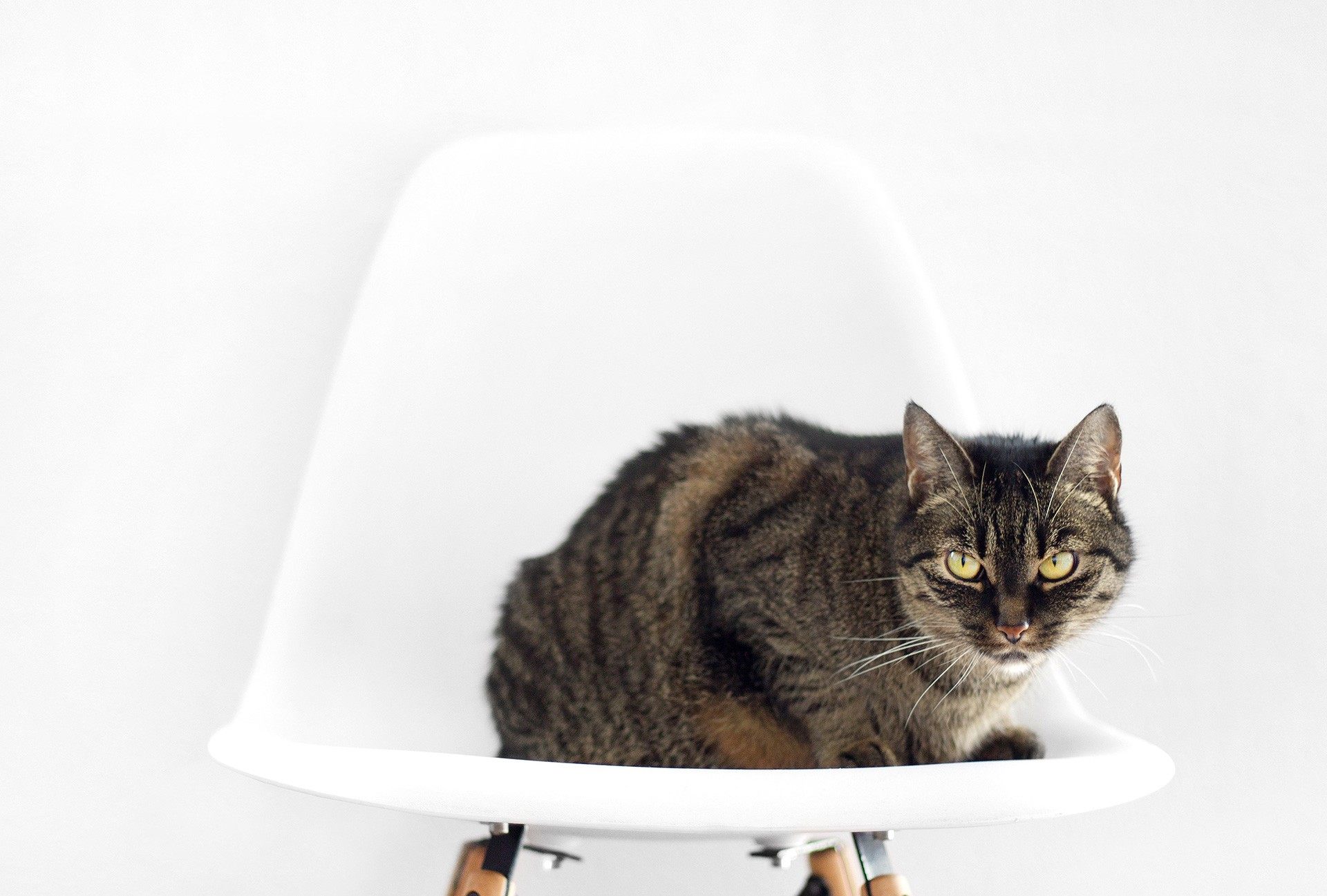 Why Designers Start Fights