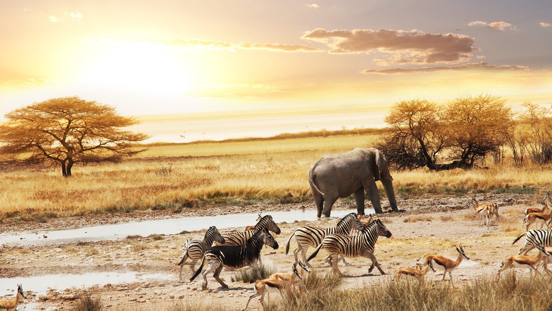 Why You Shouldn’t Ride Elephants In Thailand